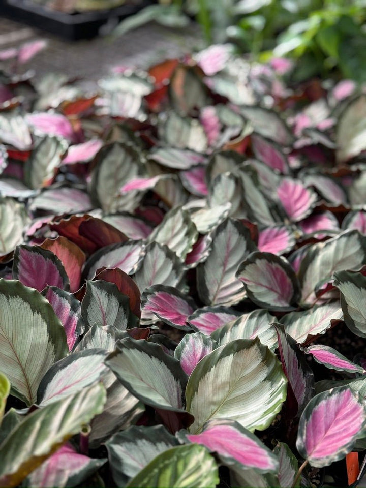 Goeppertia [Calathea] Roseopicta - White Cloud | Uprooted