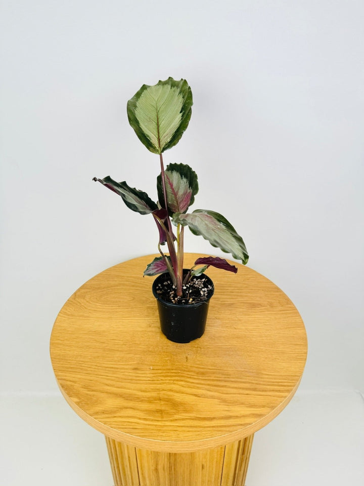 Goeppertia [Calathea] Roseopicta - White Cloud | Uprooted