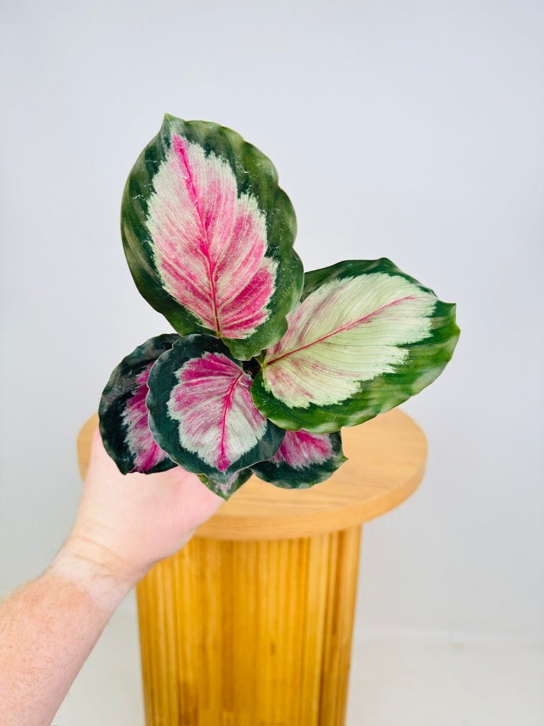 Goeppertia [Calathea] Roseopicta - White Cloud | Uprooted