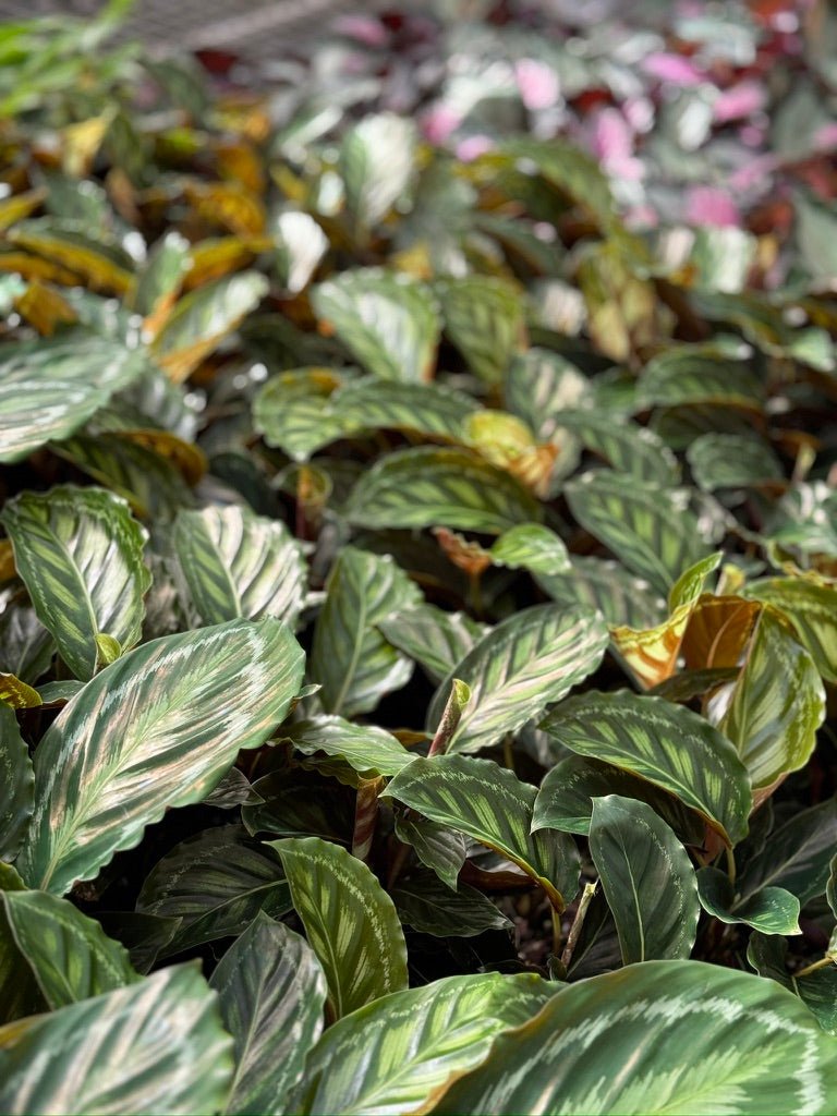 Goeppertia [Calathea] Veitchiana - Flamestar | Uprooted