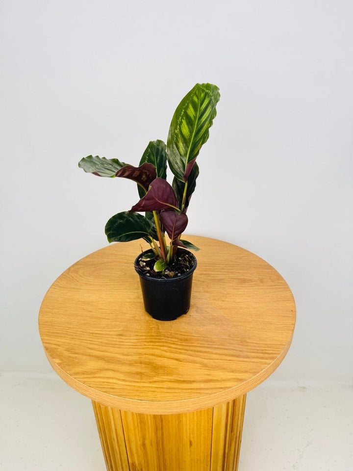 Goeppertia [Calathea] Veitchiana - Flamestar | Uprooted