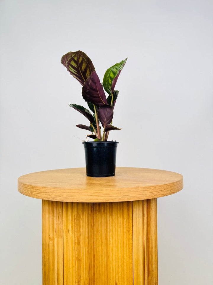 Goeppertia [Calathea] Veitchiana - Flamestar | Uprooted