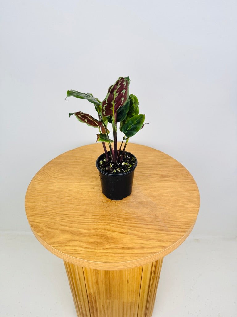 Goeppertia [Calathea] Veitchiana | Uprooted