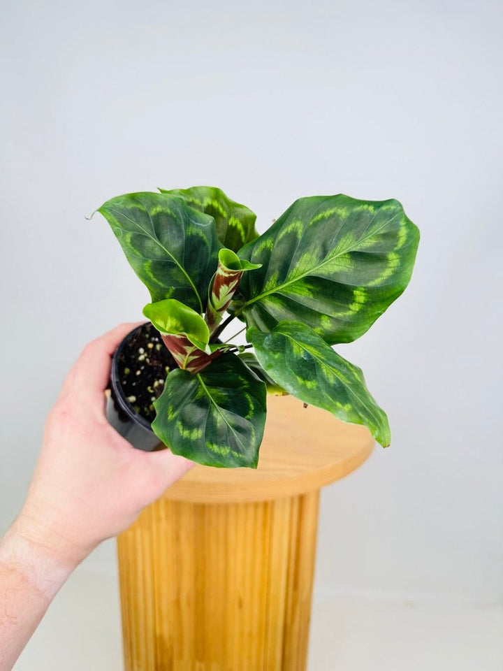 Goeppertia [Calathea] Veitchiana | Uprooted