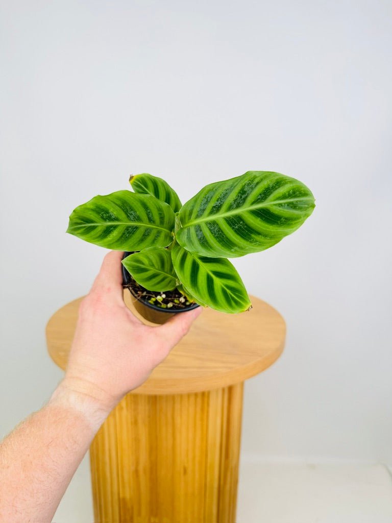 Goeppertia [Calathea] Zebrina | Uprooted