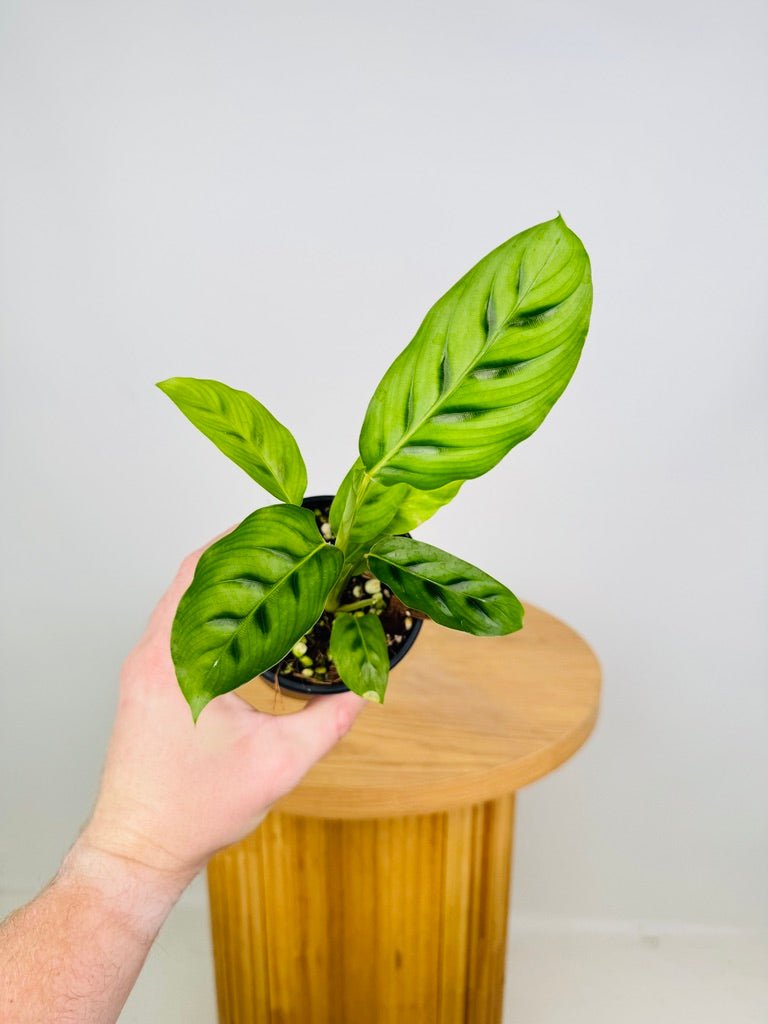 Goeppertia Concinna - Calathea Leopardina | Uprooted