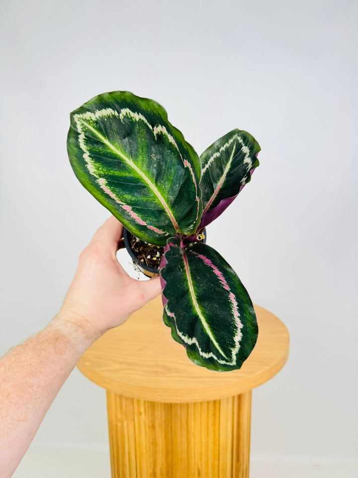 Goeppertia Illustris - Calathea Illustris | Uprooted