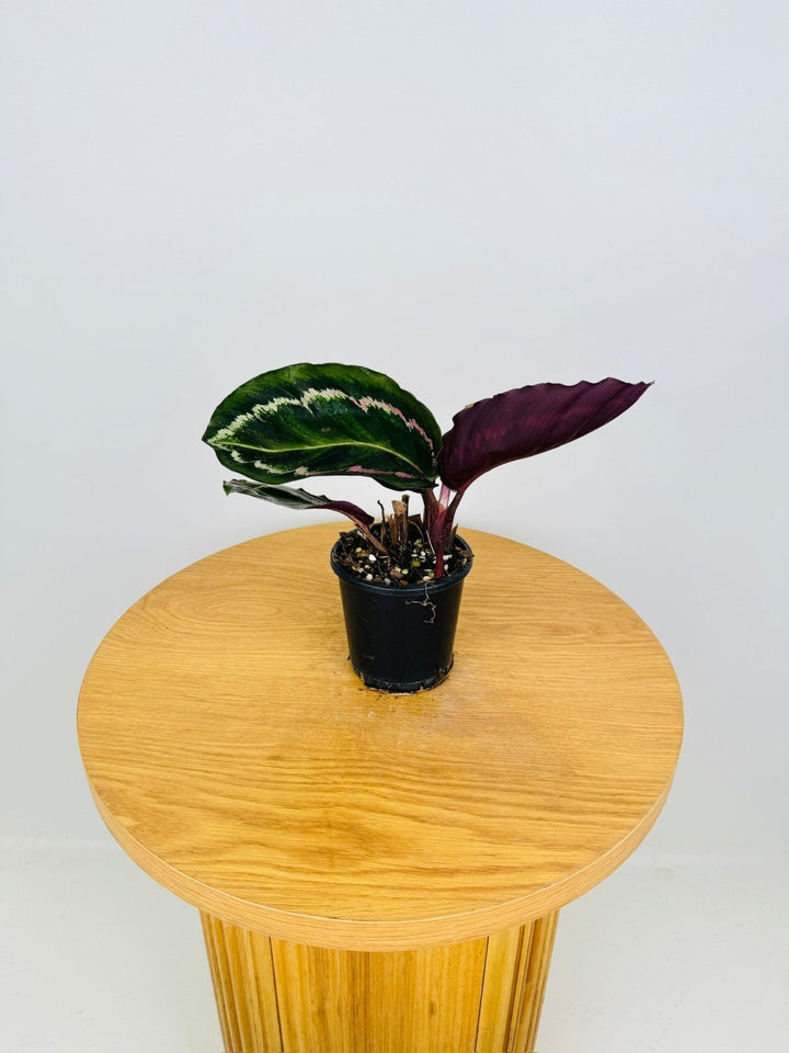 Goeppertia Illustris - Calathea Illustris | Uprooted