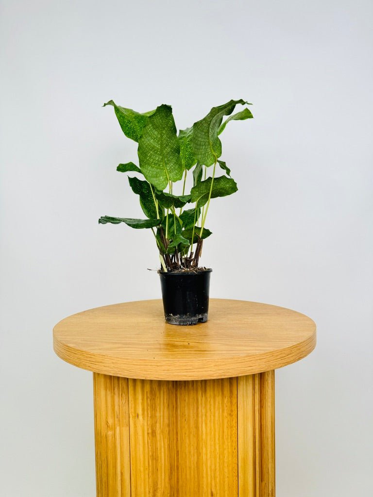 Goeppertia Kegeljanii - Calathea Musaica | Uprooted