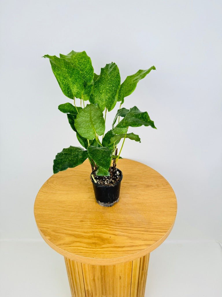 Goeppertia Kegeljanii - Calathea Musaica | Uprooted