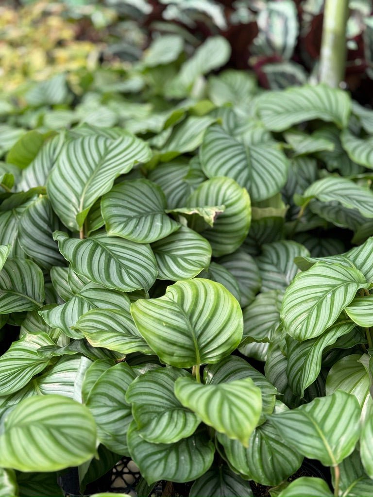 Goeppertia Orbifolia - Calathea Orbifolia | Uprooted