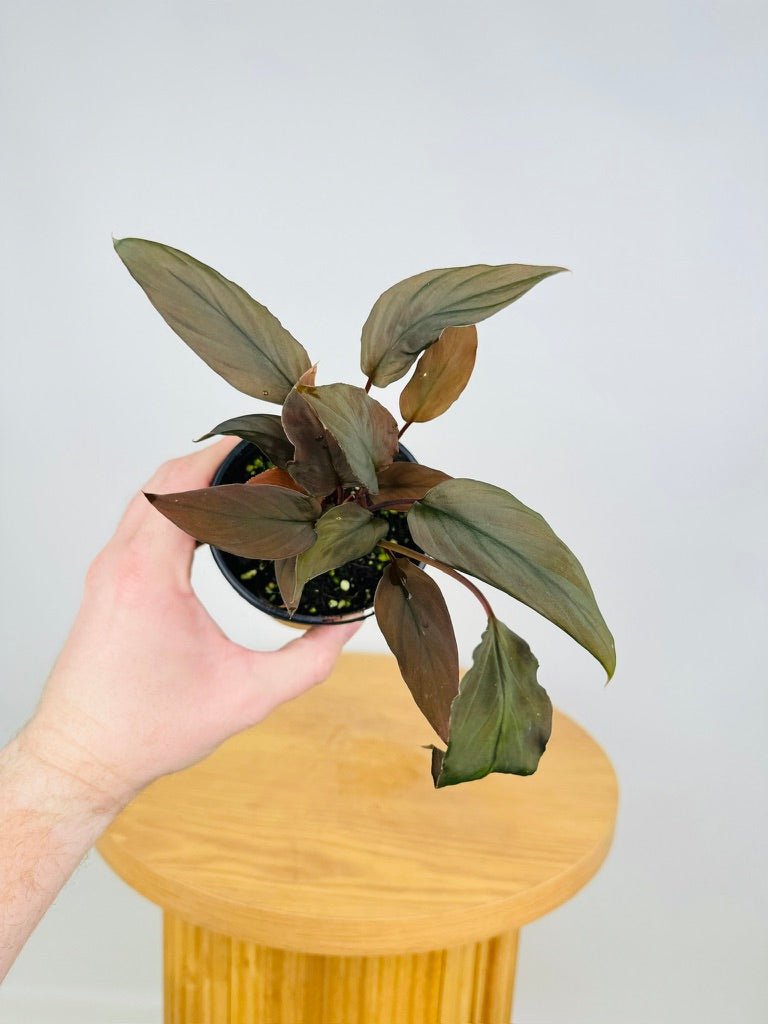 Homalomena Humilis - Dark Form | Uprooted