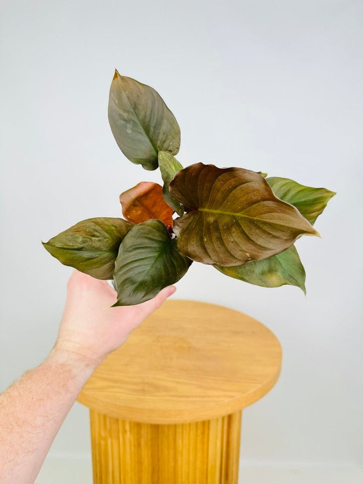 Homalomena Rubescens - Flaming Red | Uprooted