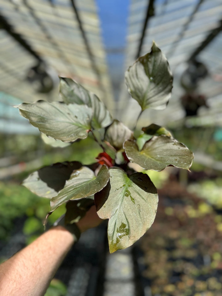 Homalomena Rubescens - Flaming Red | Uprooted