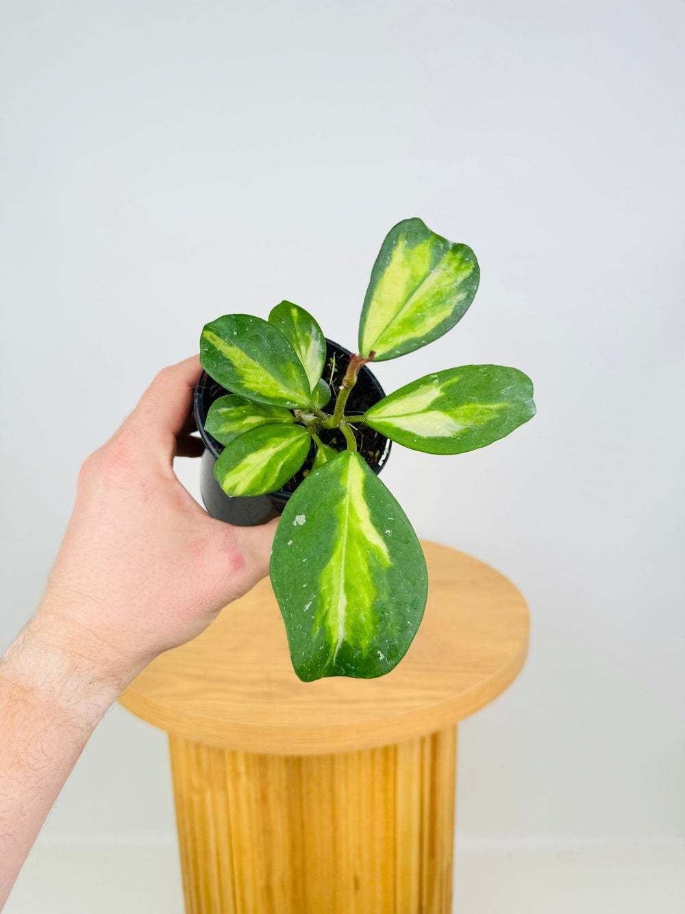 Hoya Obovata Variegata | Uprooted