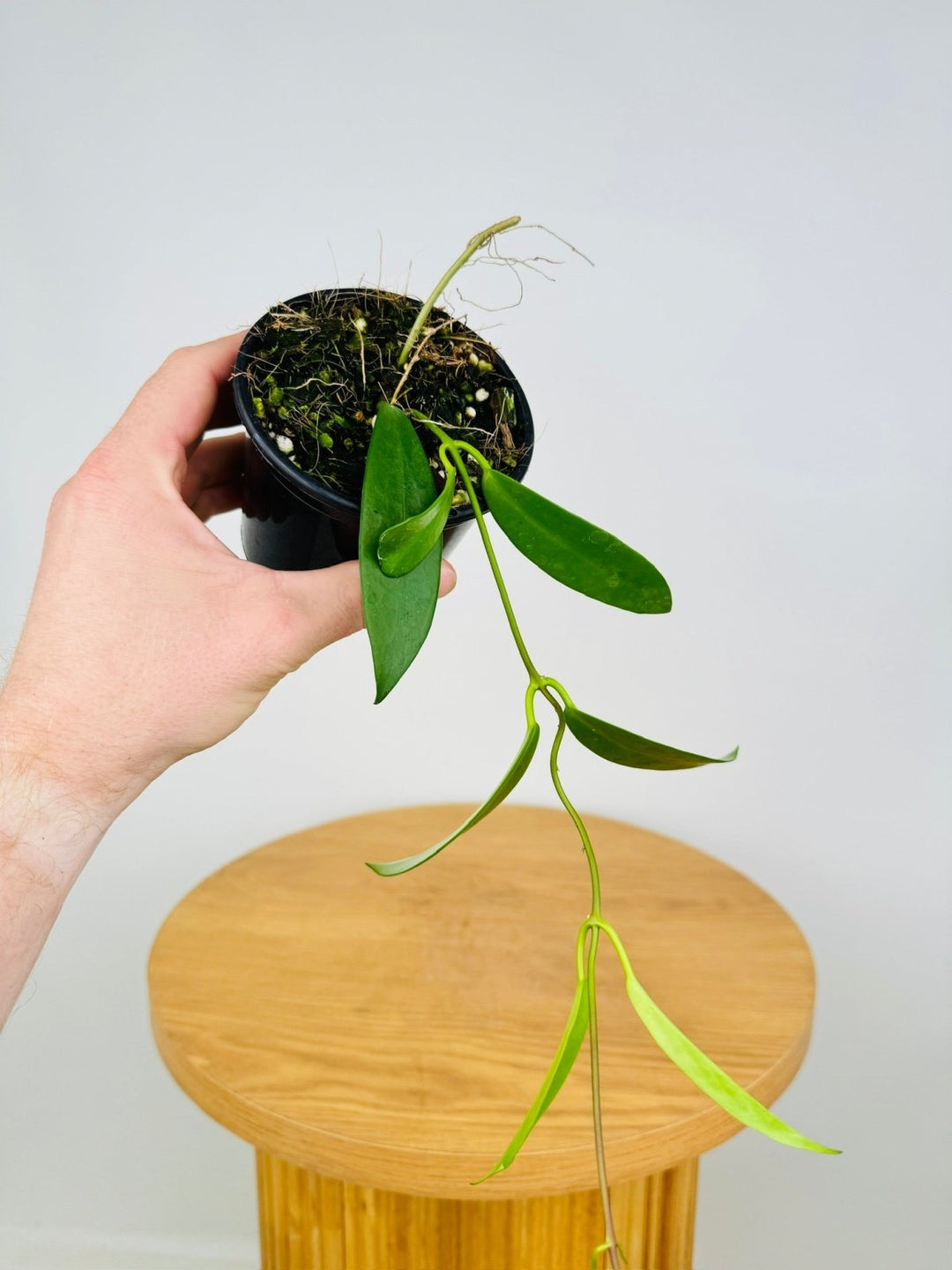 Hoya Pubicorolla subsp. Anthracina | Uprooted