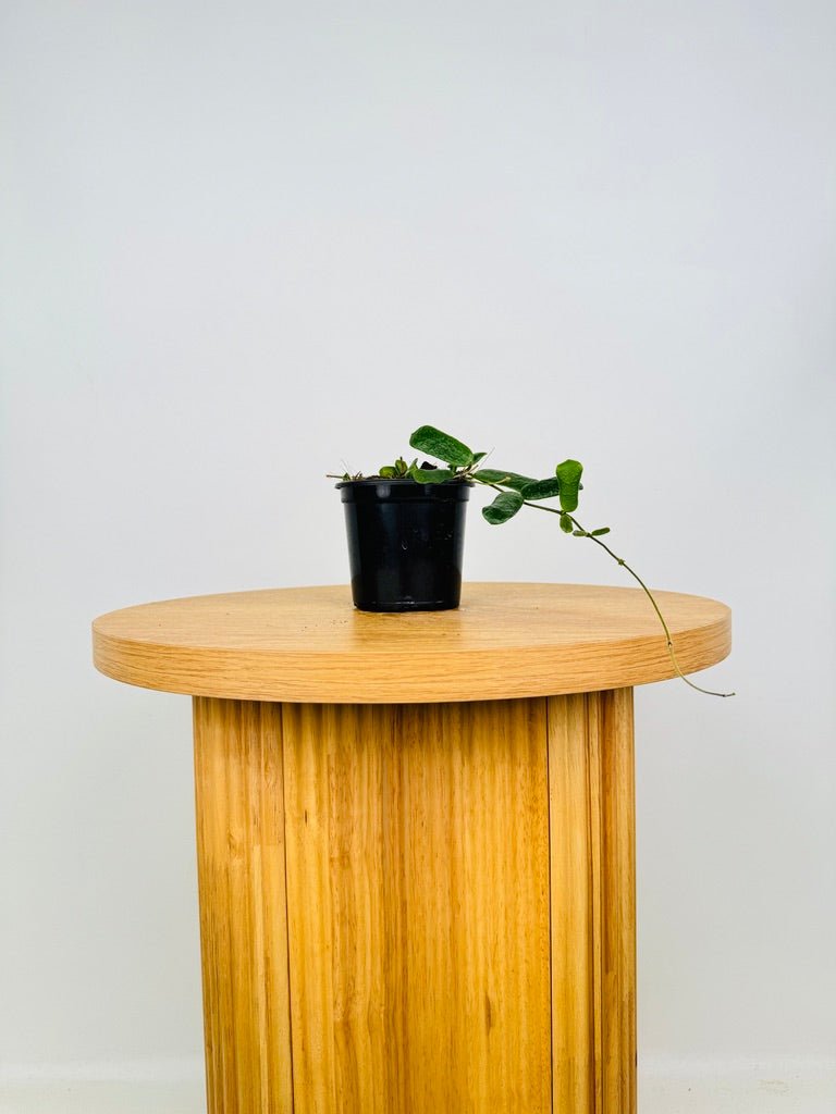 Hoya Rotundiflora | Uprooted