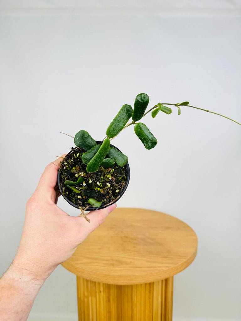 Hoya Rotundiflora | Uprooted