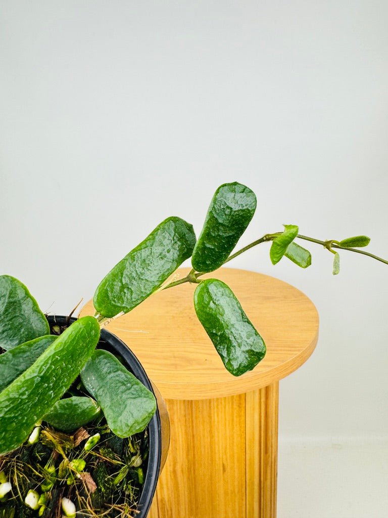 Hoya Rotundiflora | Uprooted