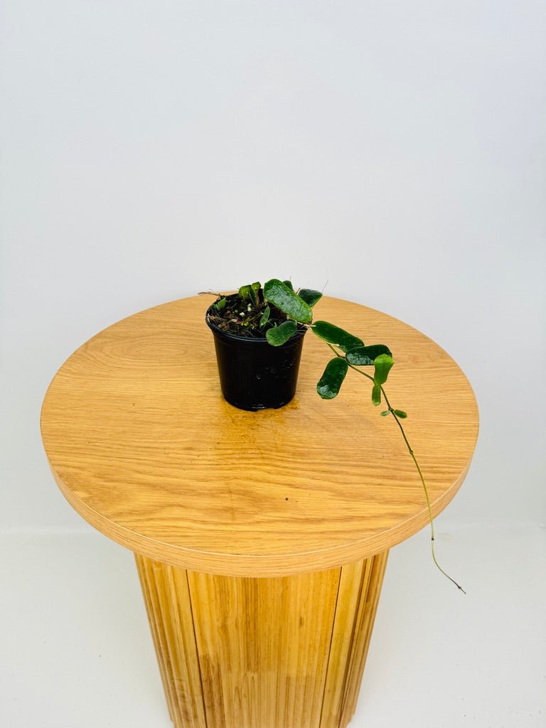 Hoya Rotundiflora | Uprooted
