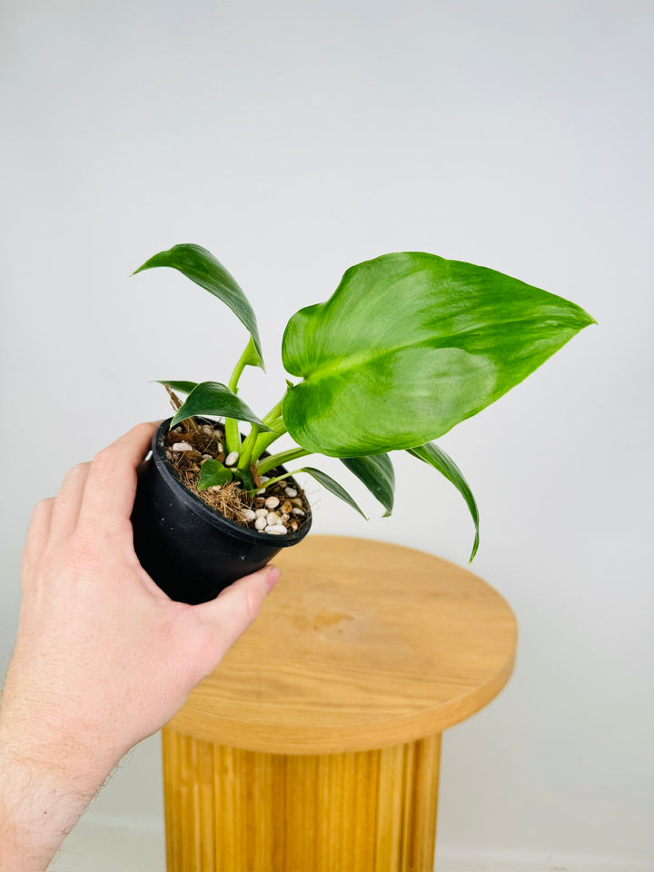 Philodendron Rugosum - Aberrant Form - Sow's Ear