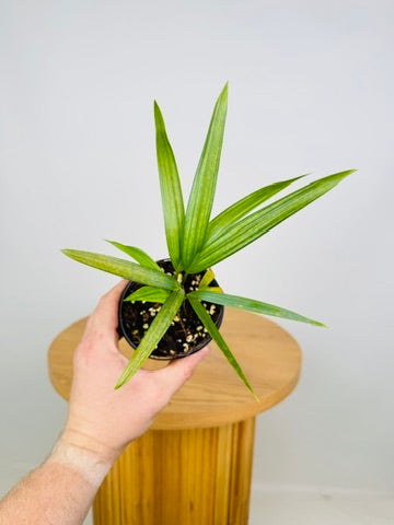 Cyrtostachys Renda - Red Lipstick Palm