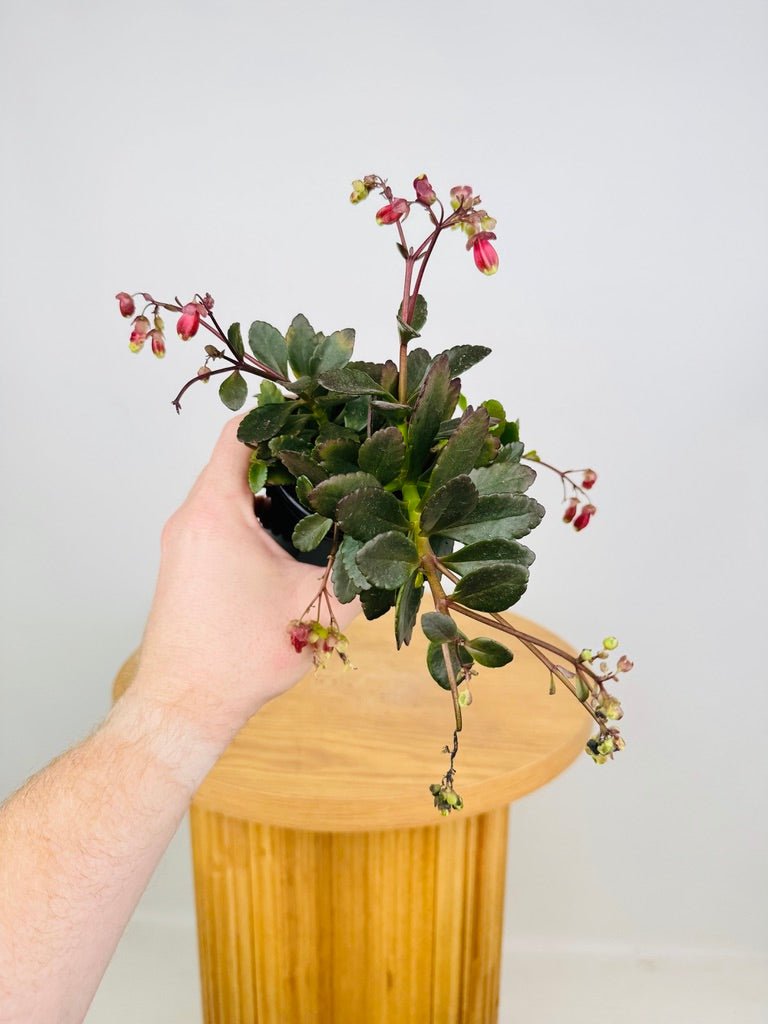 Kalanchoe Regal Bells | Uprooted