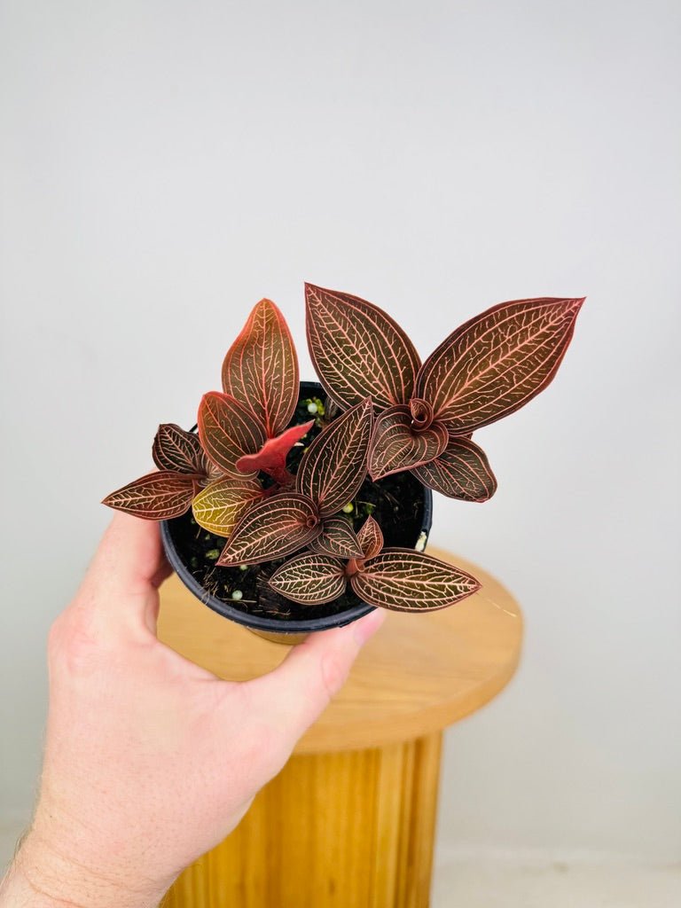 Ludisia Discolor Spiderman | Uprooted