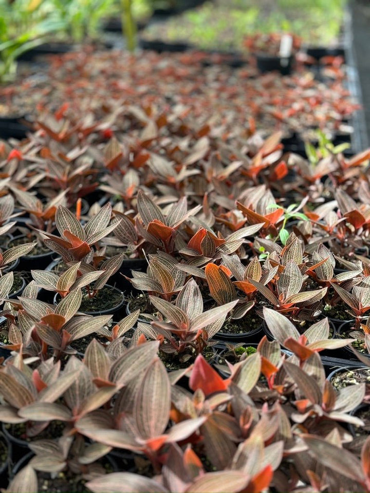 Ludisia Discolor Spiderman | Uprooted