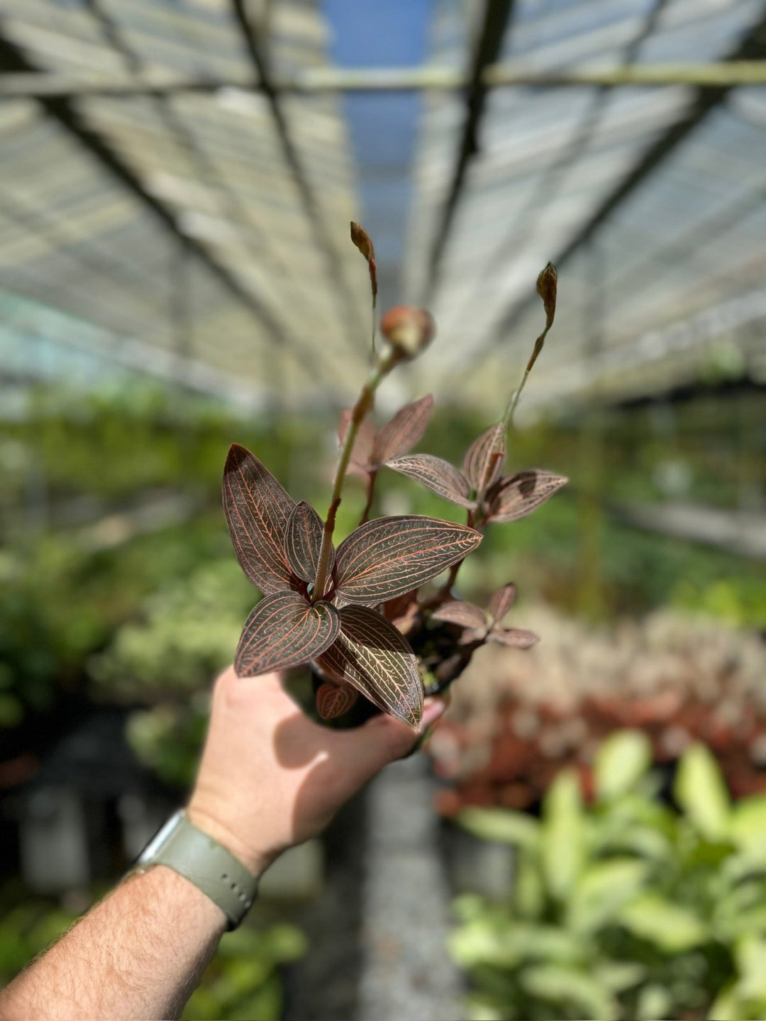 Ludisia Discolor Spiderman | Uprooted