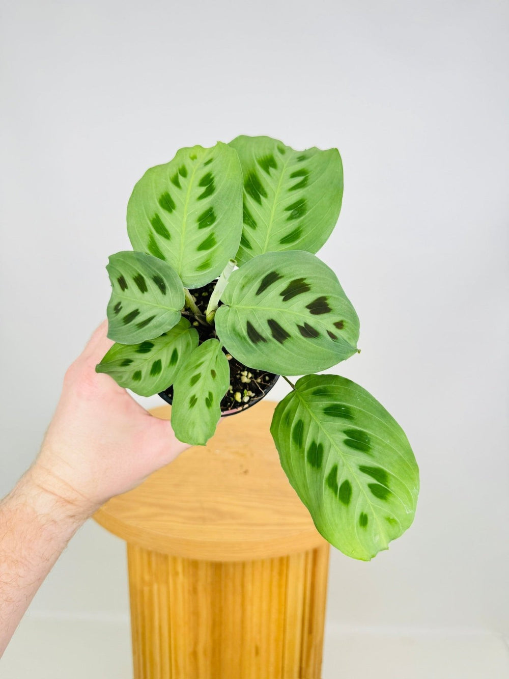 Maranta Leuconeura Green | Uprooted