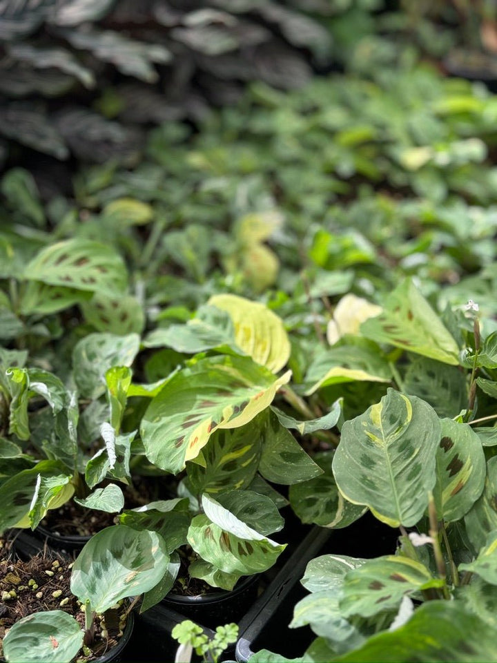 Maranta Leuconeura Kerchoveana Variegated | Uprooted