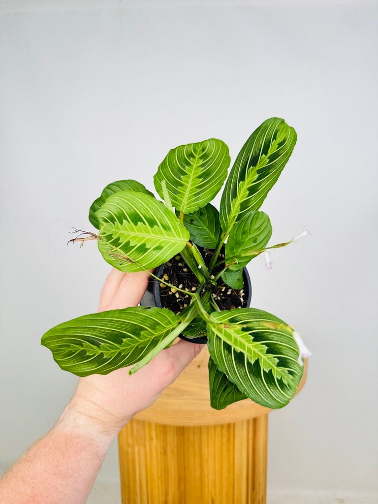 Maranta Leuconeura - Lemon Lime | Uprooted