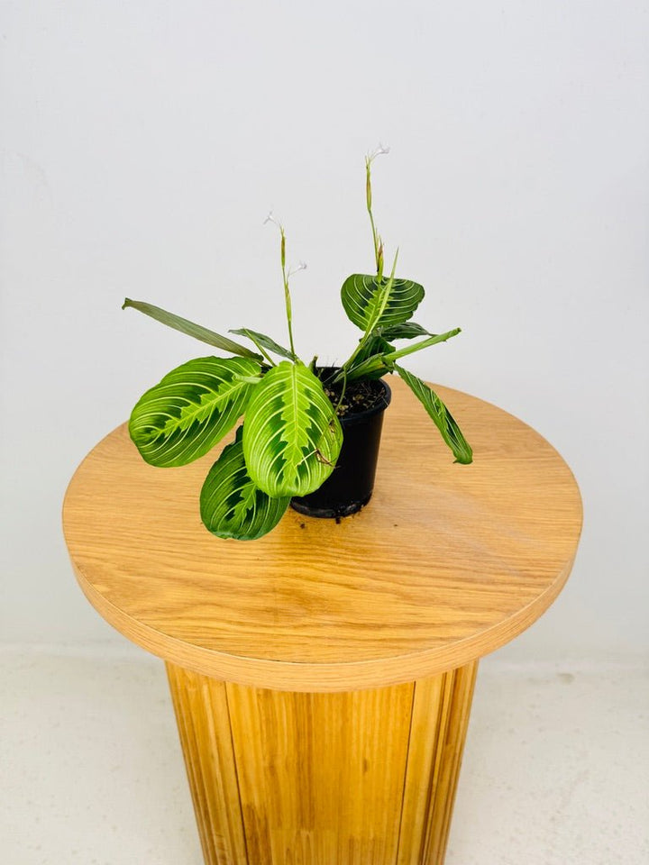 Maranta Leuconeura - Lemon Lime | Uprooted