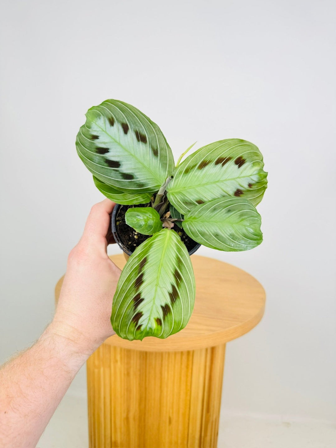 Maranta Leuconeura Massangeana - The real one | Uprooted