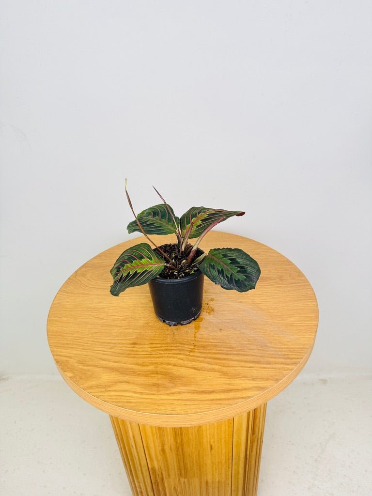 Maranta Leuconeura Red Vein | Uprooted