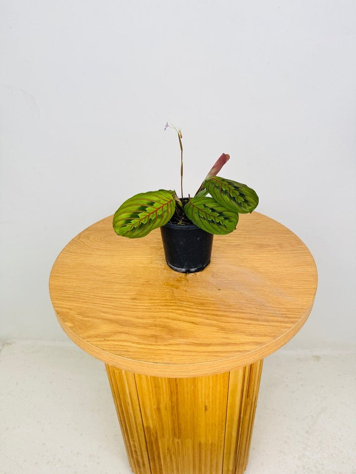 Maranta Leuconeura Red Vein | Uprooted