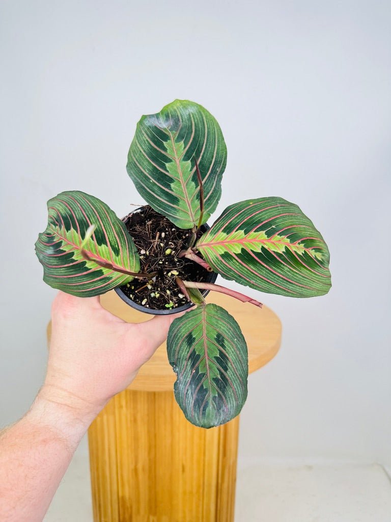 Maranta Leuconeura Red Vein | Uprooted