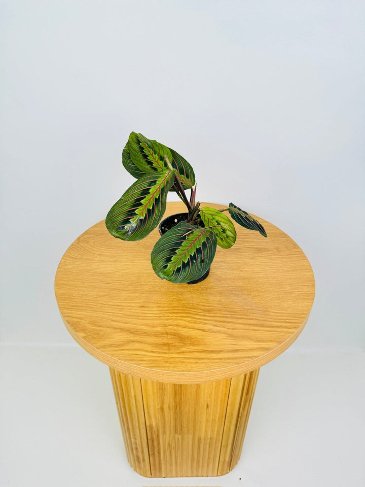 Maranta Leuconeura Red Vein | Uprooted