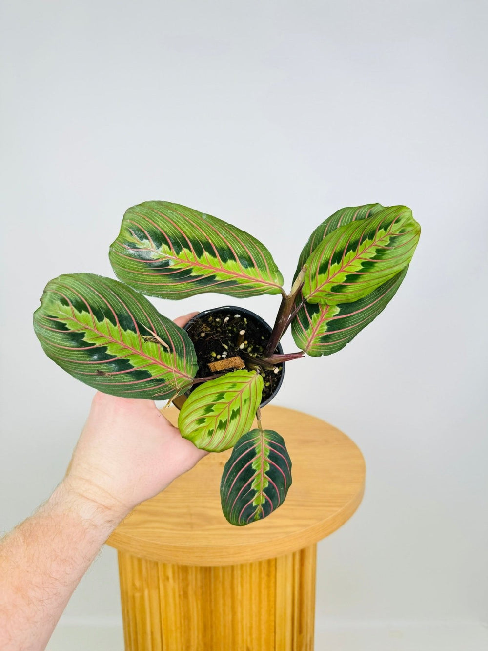 Maranta Leuconeura Red Vein | Uprooted