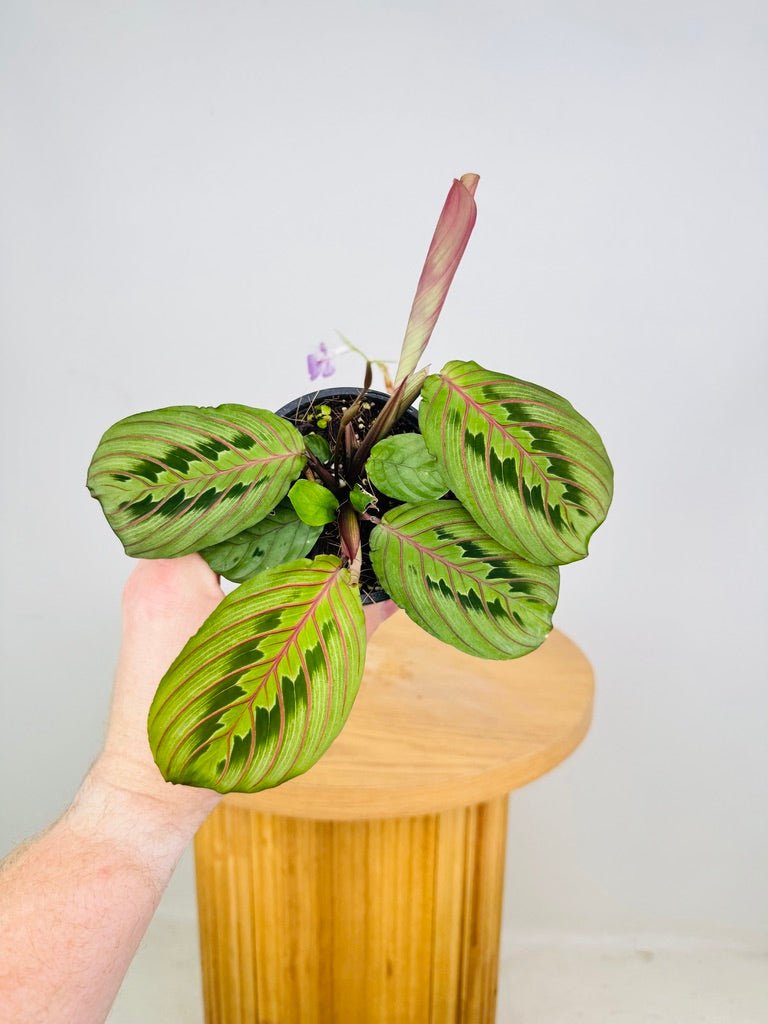 Maranta Leuconeura Red Vein | Uprooted