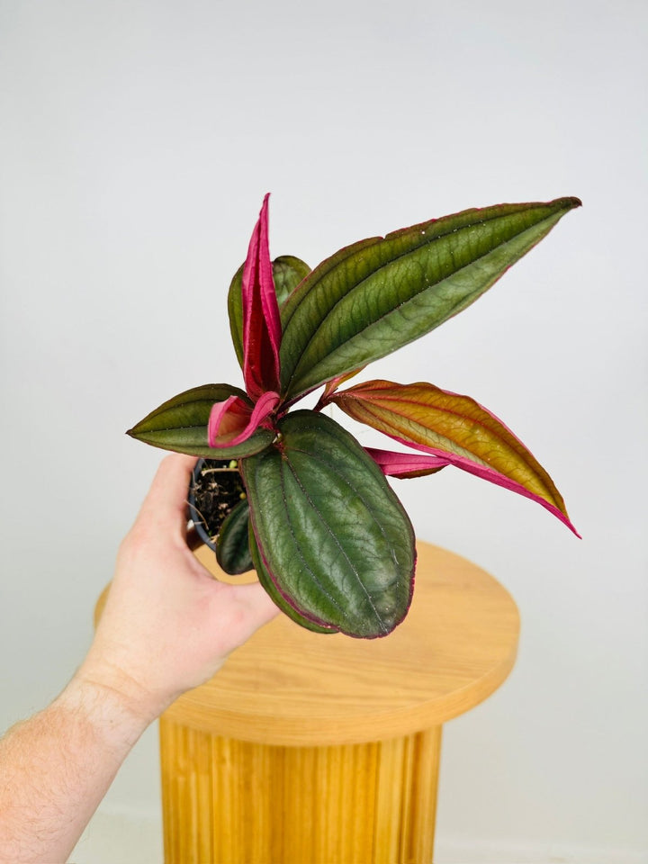 Medinilla Coccinea | Uprooted