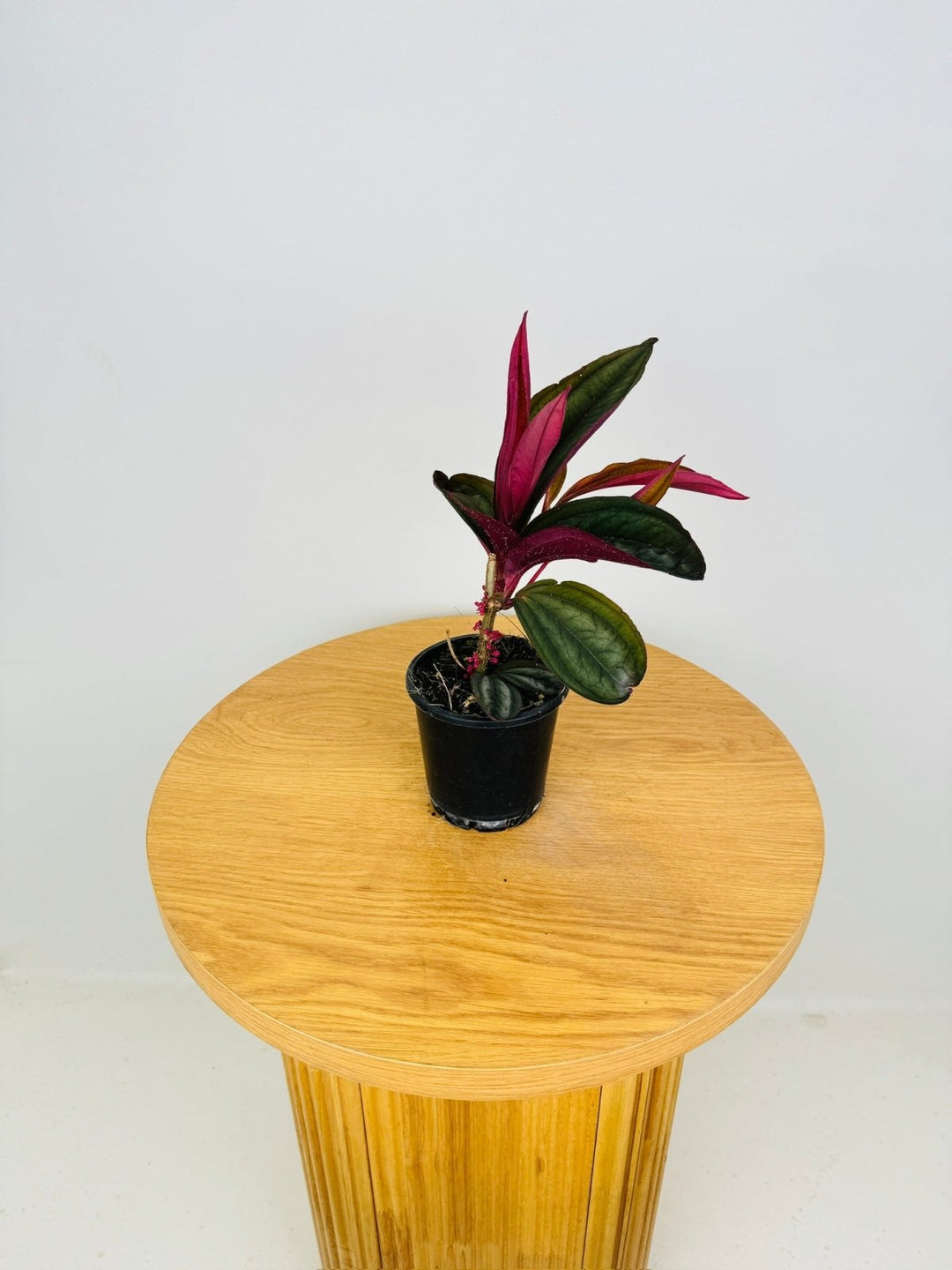 Medinilla Coccinea | Uprooted