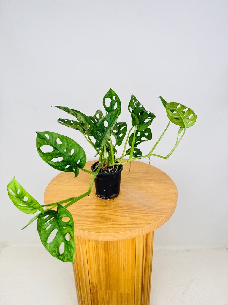 Monstera Adansonii Monkey Mask | Uprooted