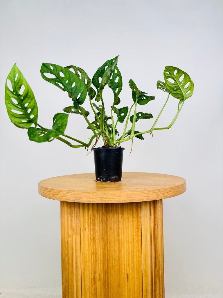 Monstera Adansonii Monkey Mask | Uprooted