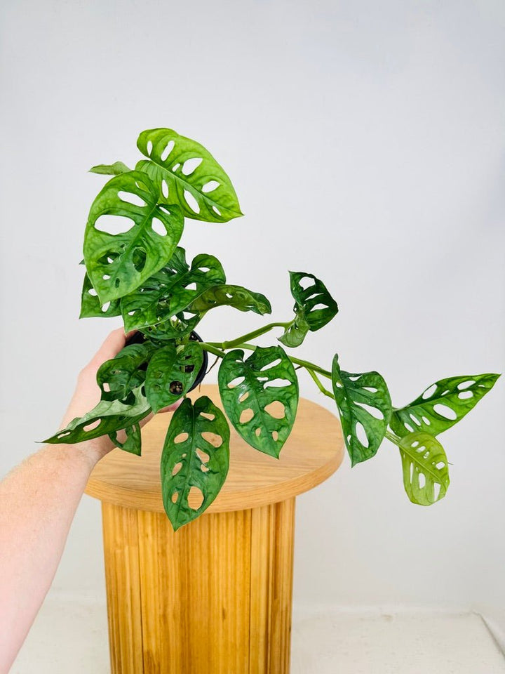 Monstera Adansonii Monkey Mask | Uprooted