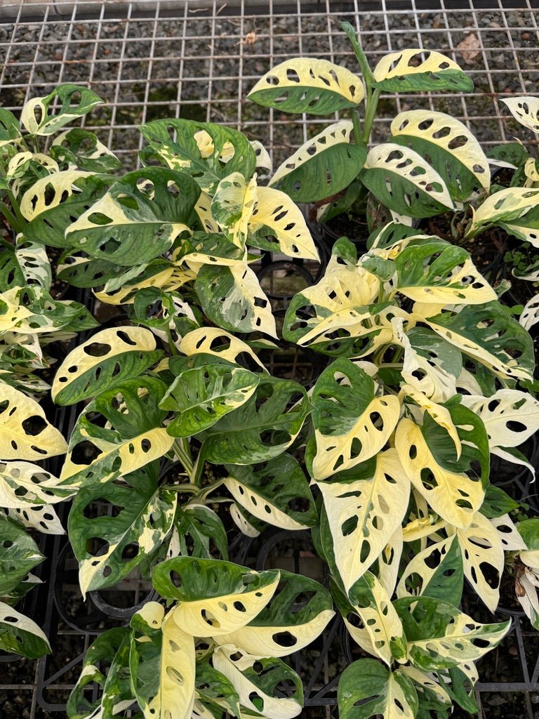 Monstera Adansonii Monkey Mask Variegated Albo | Uprooted