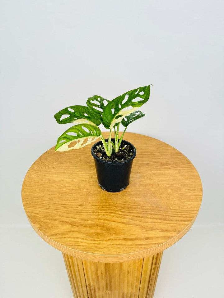 Monstera Adansonii Monkey Mask Variegated Albo | Uprooted