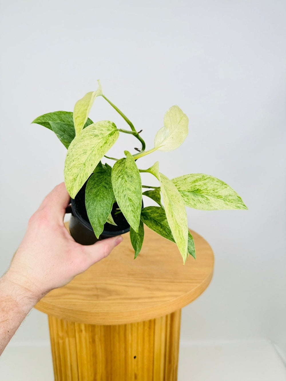 Monstera Adansonii Var Laniata Variegata Mint | Uprooted