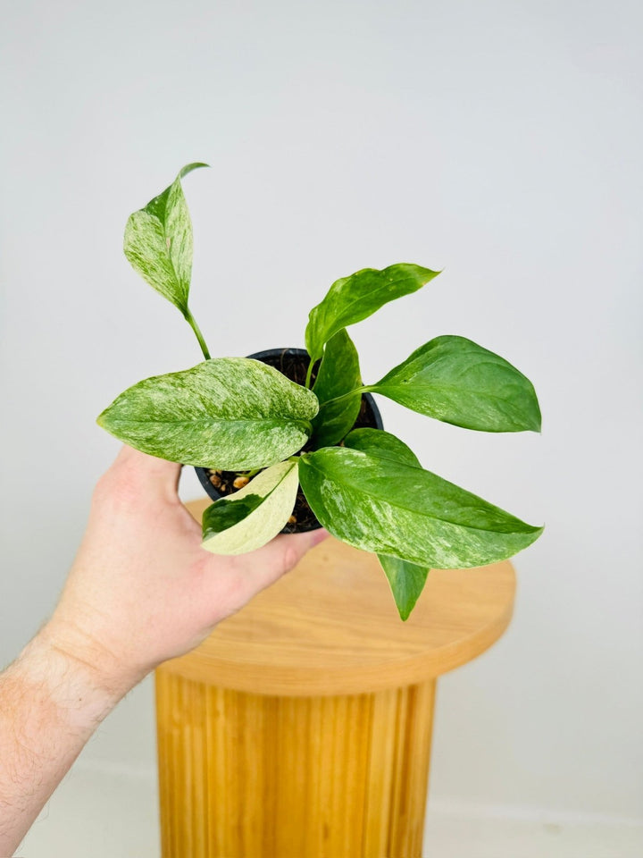 Monstera Adansonii Var Laniata Variegata Mint | Uprooted